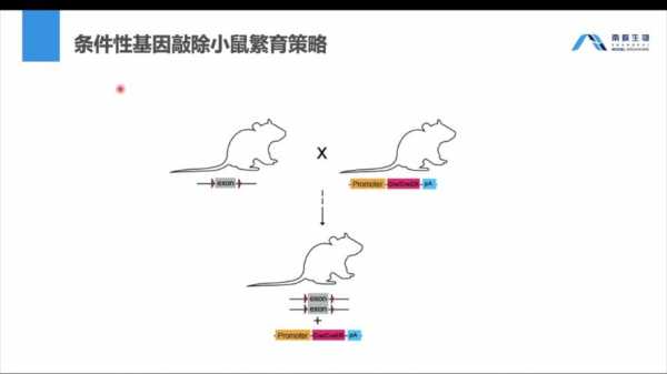 小鼠饲养书籍（小鼠饲养环境的最佳温度）